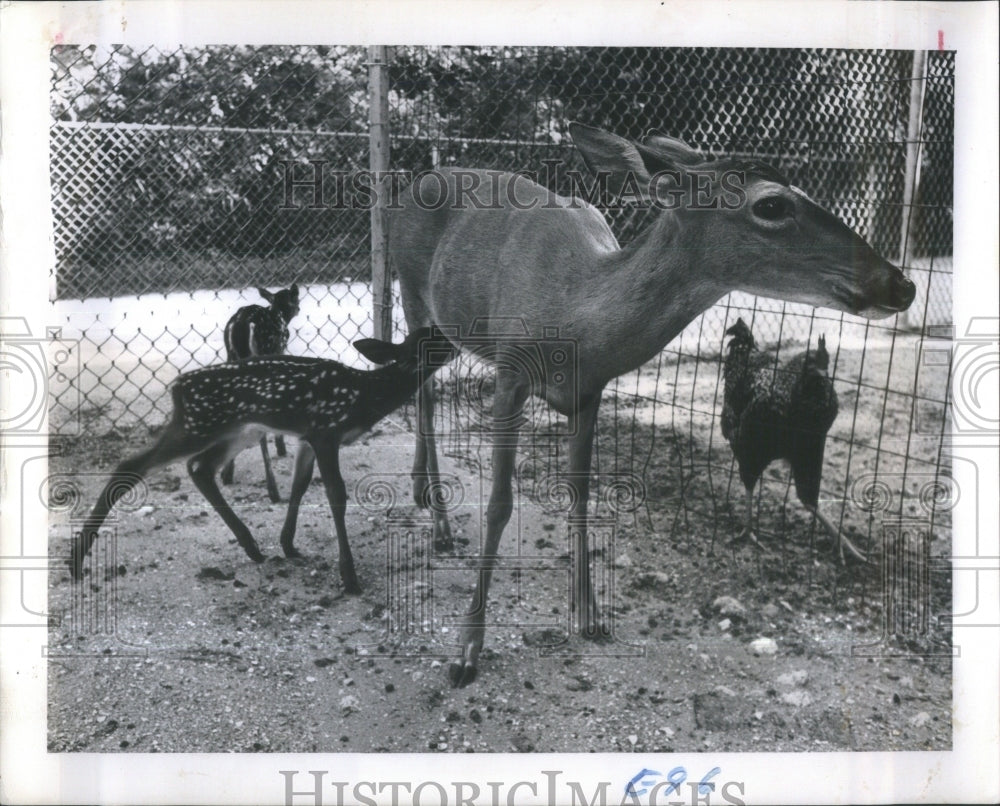 1964 Boyd Hill Nature Trail Animals Birds P - Historic Images