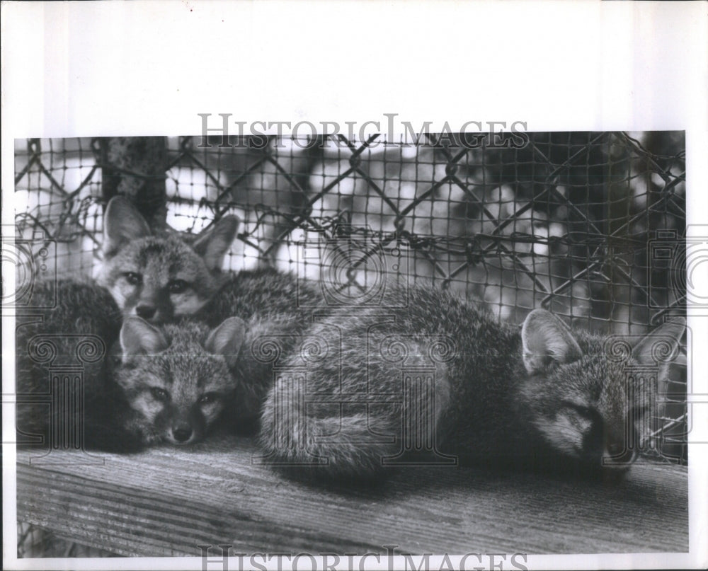 1964 Press Photo Trail zoo Florida grey fox Lola Kits- RSA36655 - Historic Images