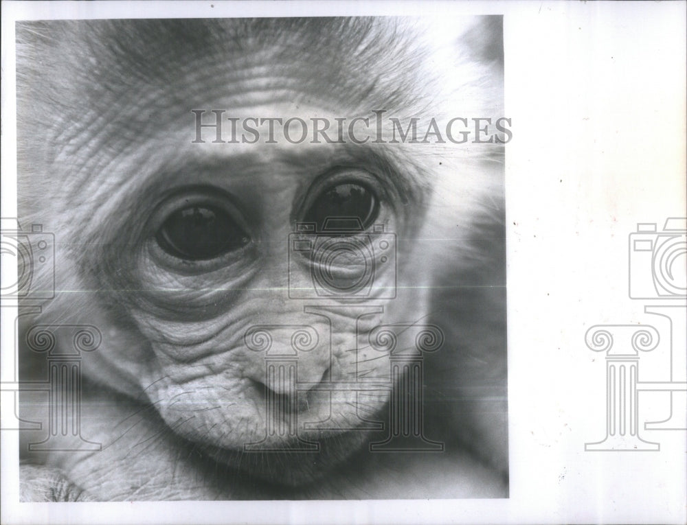 1963 Monkey Nature Trail zoo St Petersburg - Historic Images