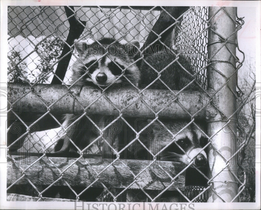 1963 Press Photo Lake Maggiore Park Raccoon Florida - Historic Images