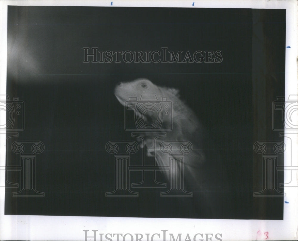 1967 Lake Maggiore Nature Park Zoo Iguana-Historic Images