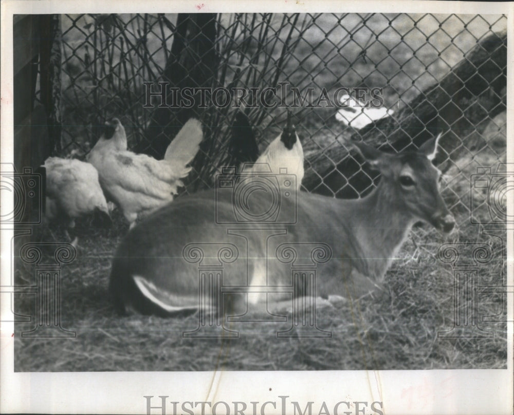 1966 Press Photo Boyd Hill Nature Trail Park, St.Pete.- RSA36675- Historic Images