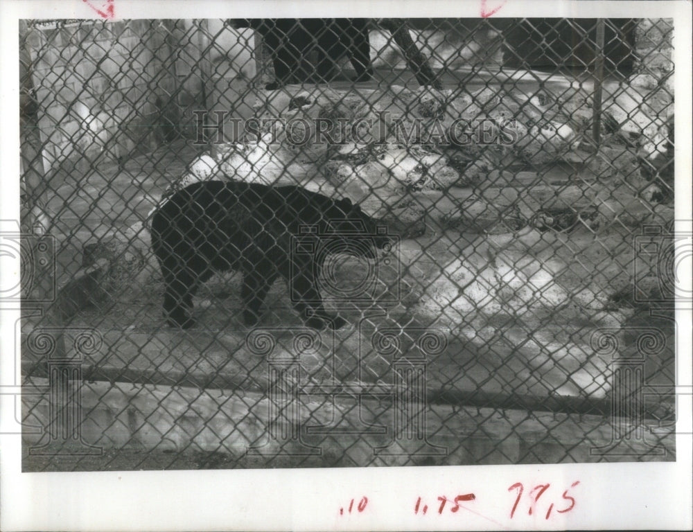 1966 Architect Randolph wedding Park zoo - Historic Images