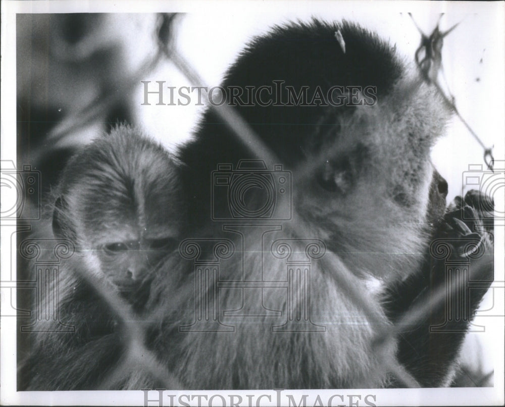 1964 Baby Ringtail Monkey Capuchin Primate - Historic Images