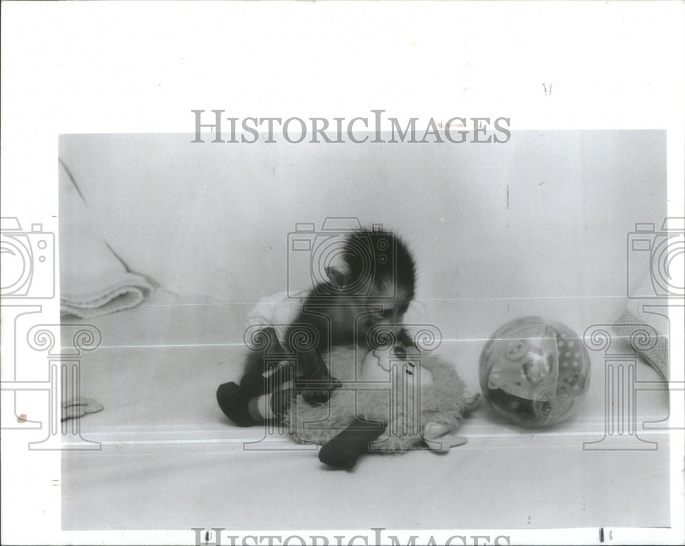 1989 Lowery Park Zoo Niko Mandrill Birth - Historic Images