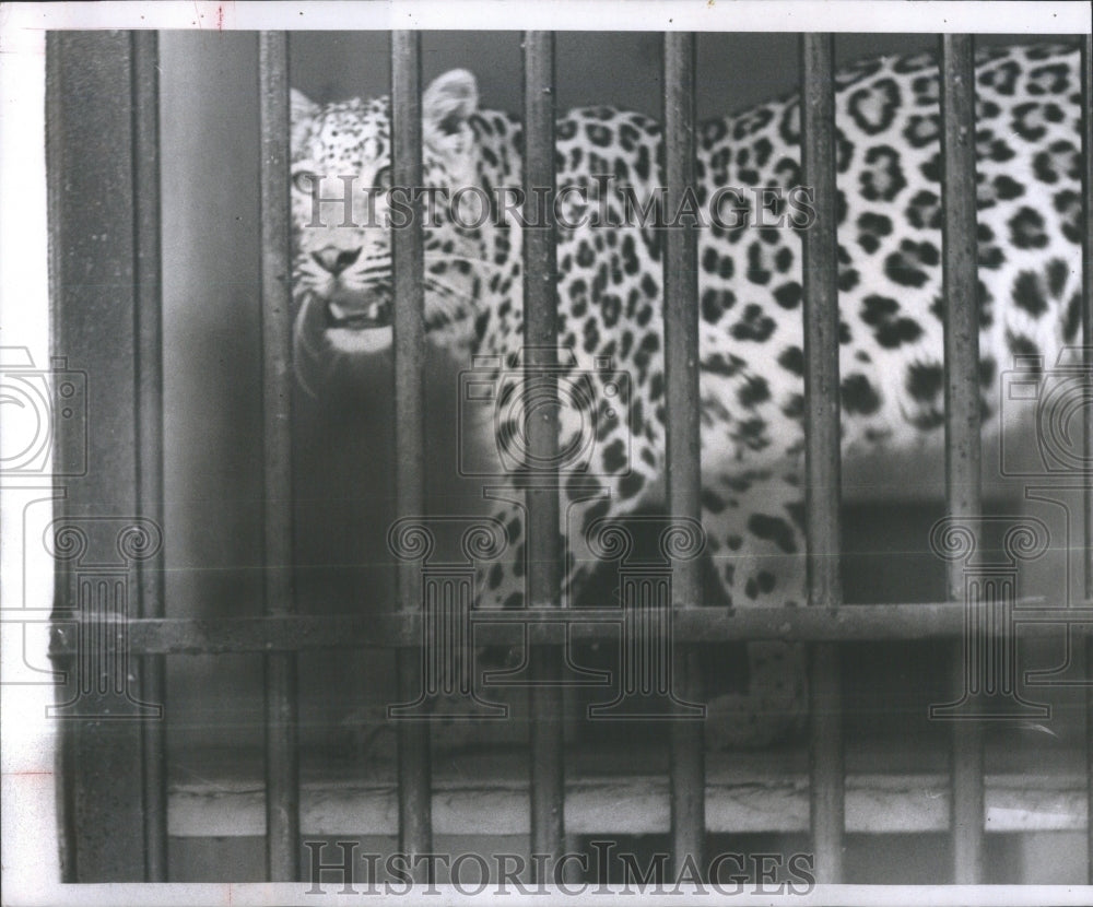 1965 Jaguar Tampa Lowry Park Zoo - Historic Images