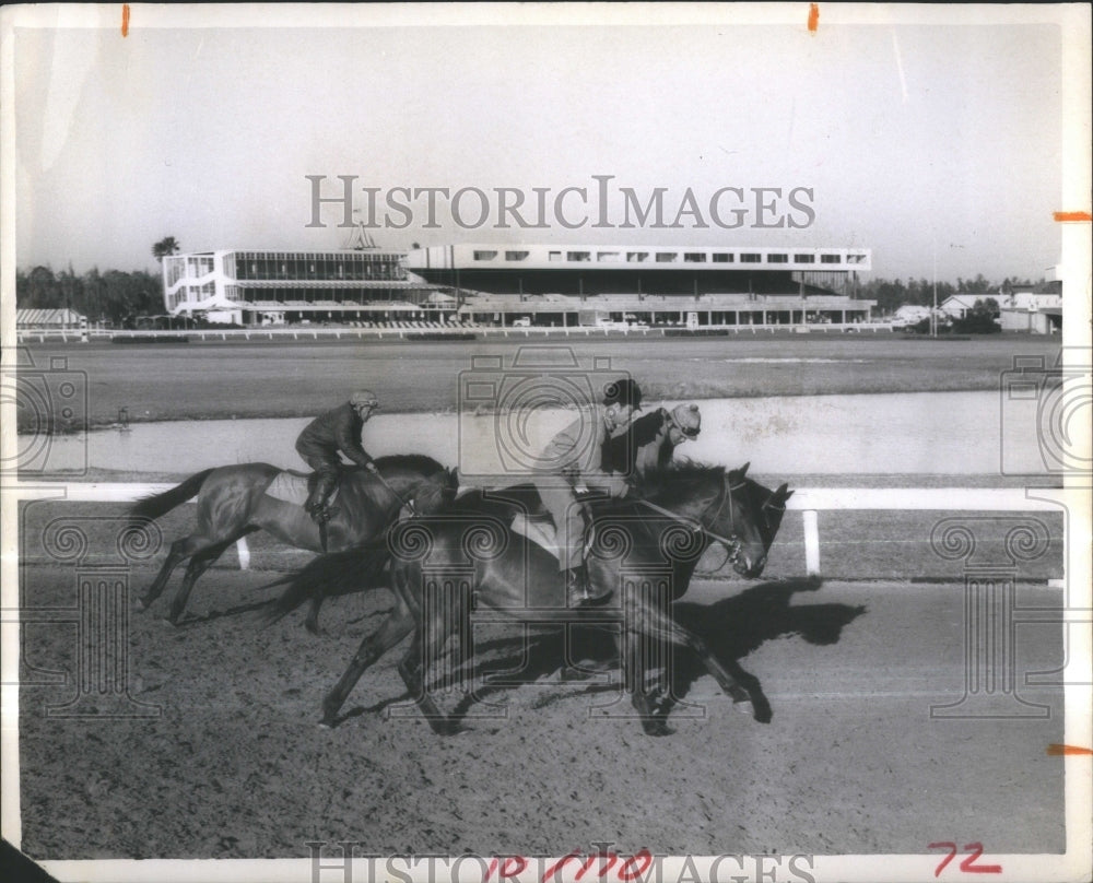 Florida Derby American Thoroughbred Horse R-Historic Images