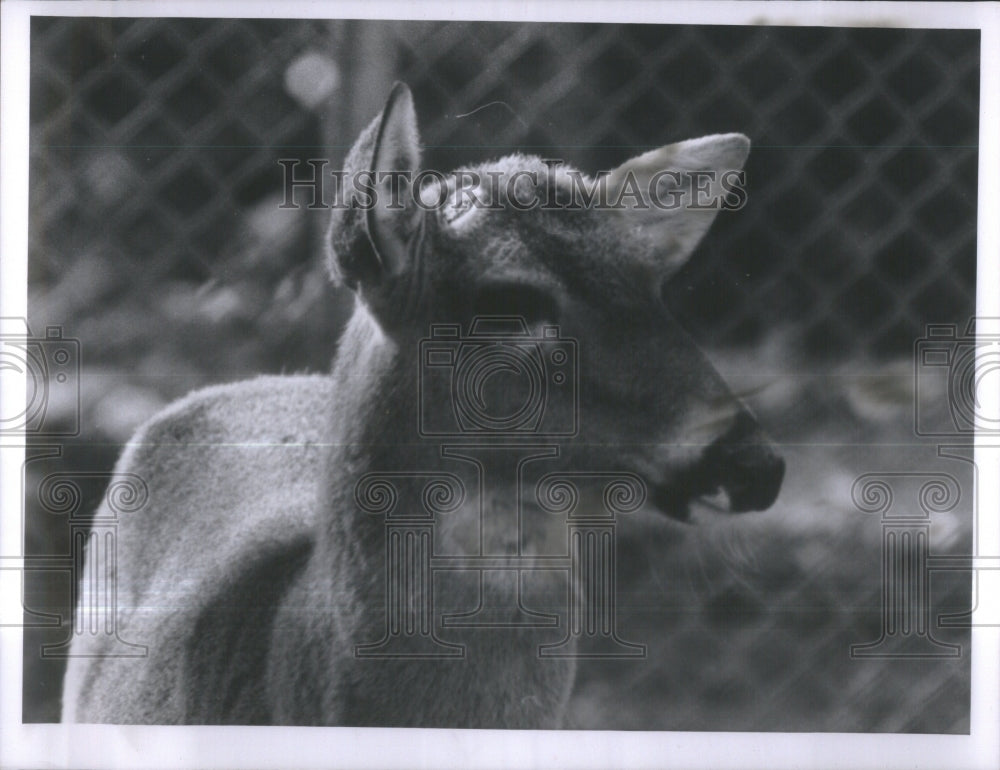 1964 Springs nature trail antlers Sign Corp - Historic Images