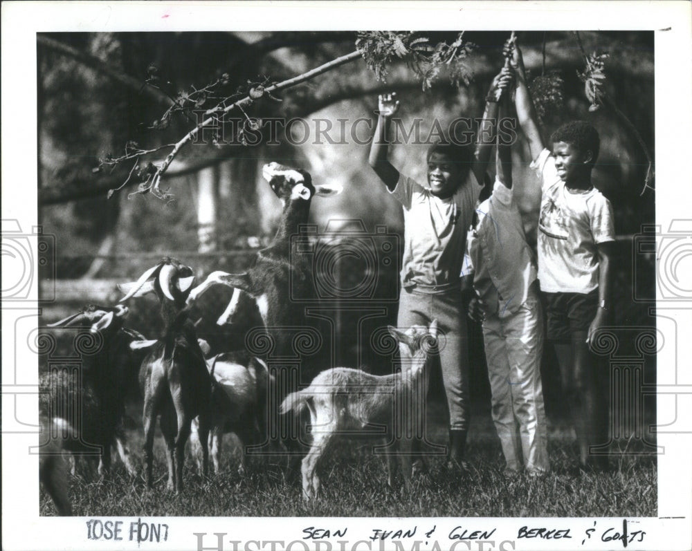 1986 Sean Ivan Glen Berkel Feed Goats Clear - Historic Images