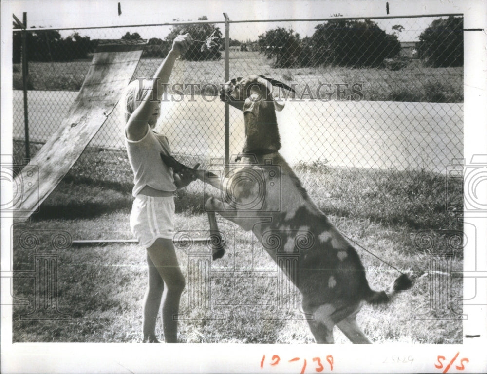 1981 Jenny Gajus New Port Richey goat gets - Historic Images