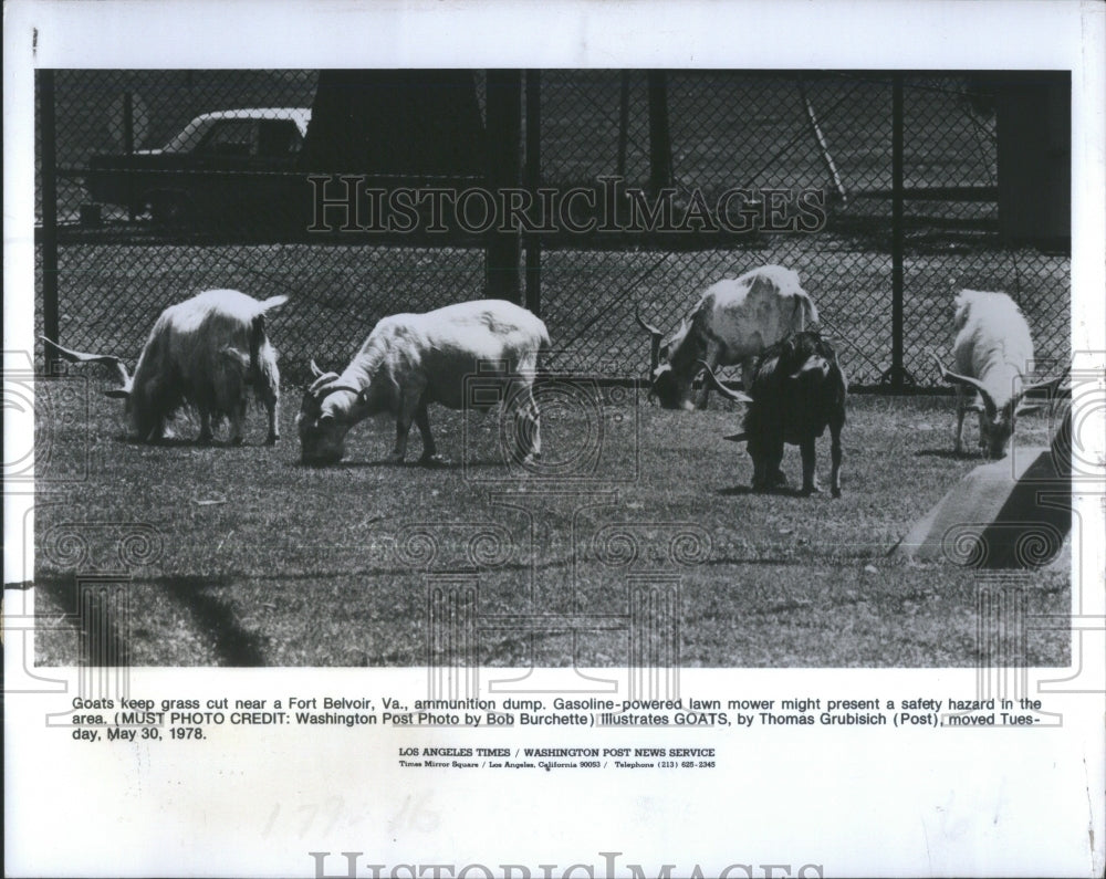 1978 Goats Animals Grazing Virginia - Historic Images