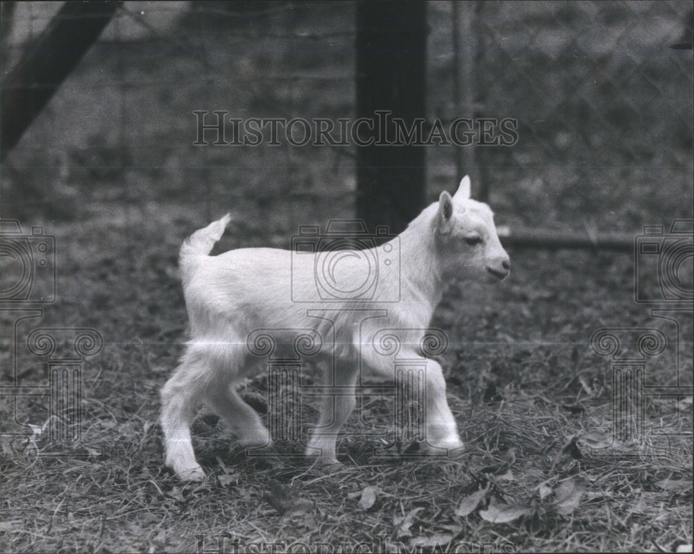 1978 New Baby Goat in the Curtis Rich Barny - Historic Images