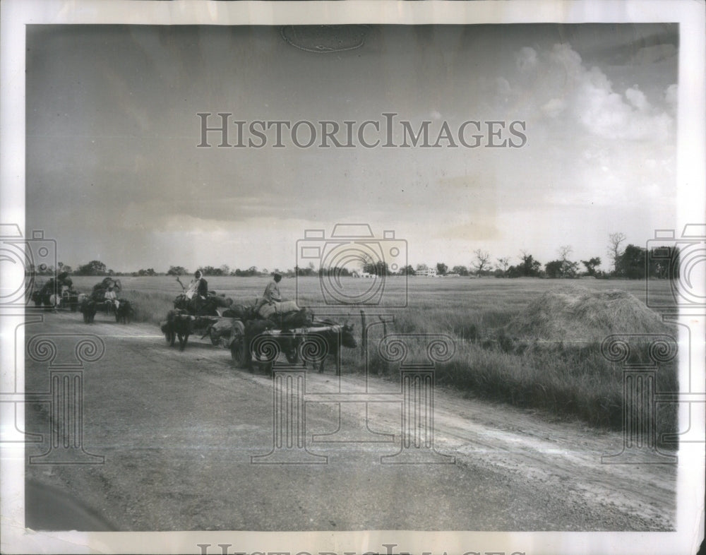 1951 Uttar Pradesh North India field wheat - Historic Images