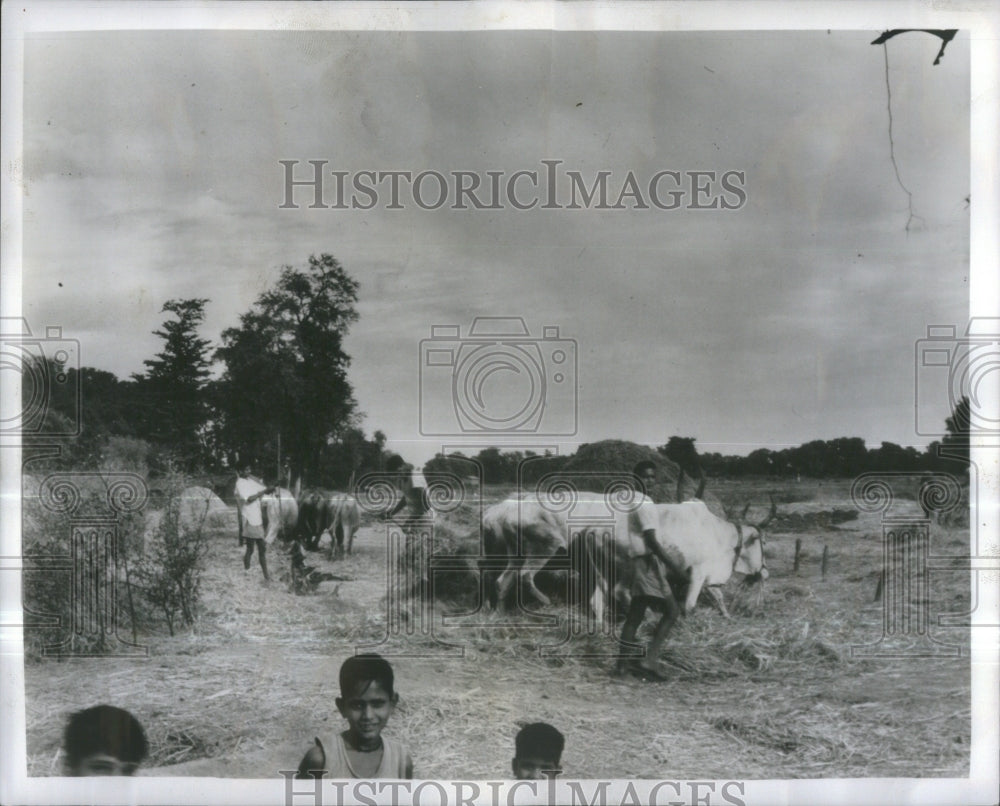 1966 Jabalpur Indiana Country Rice Threshin - Historic Images