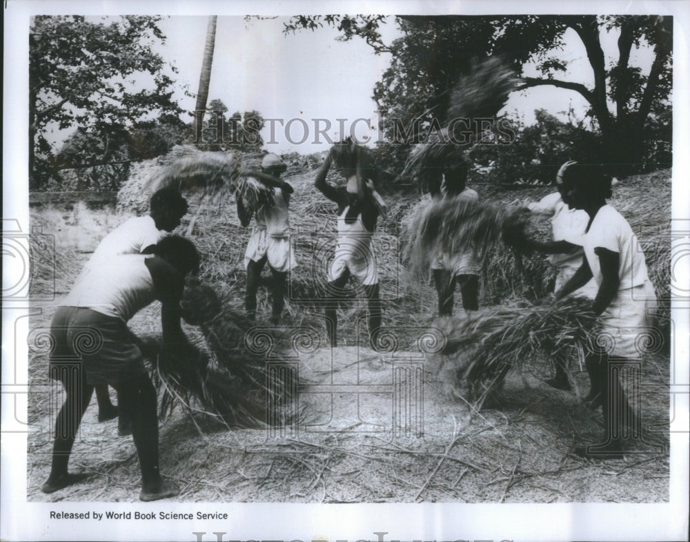 1972 Rice India Cropland Food Thrashed-Historic Images