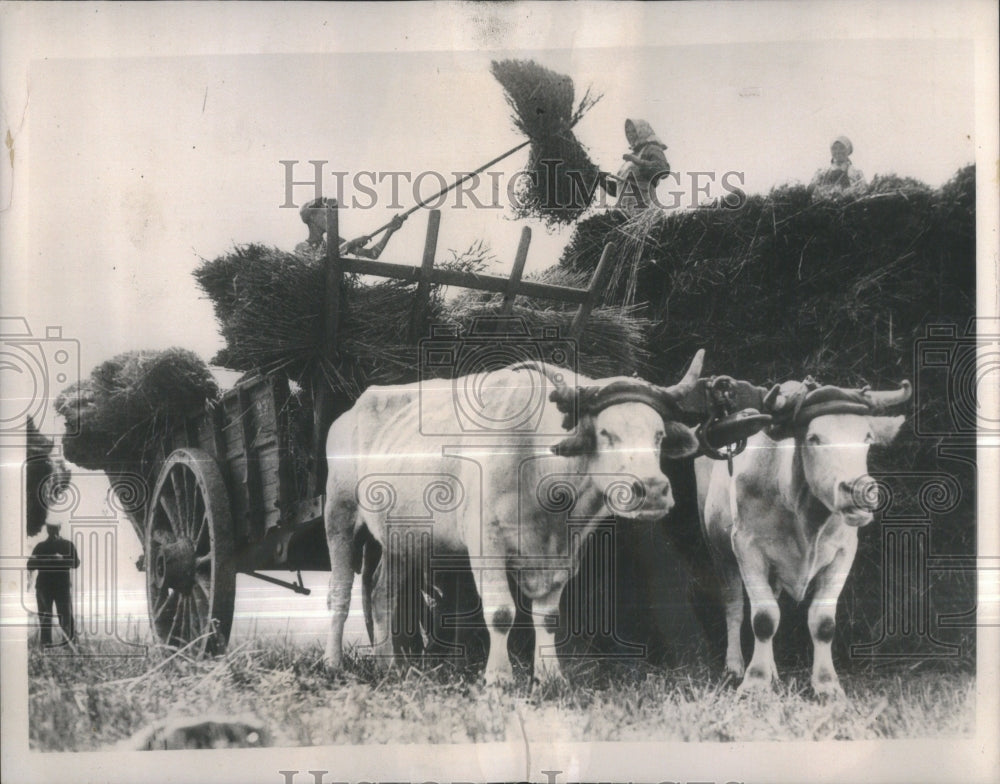 1940, harvest Laborers France county field- RSA37139 - Historic Images