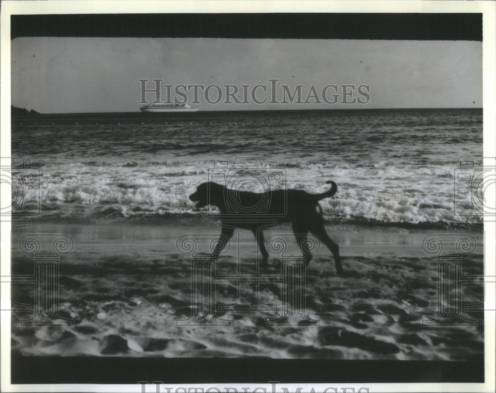 1986 Frolicsome Dog Romps Belair Beach Harb - Historic Images