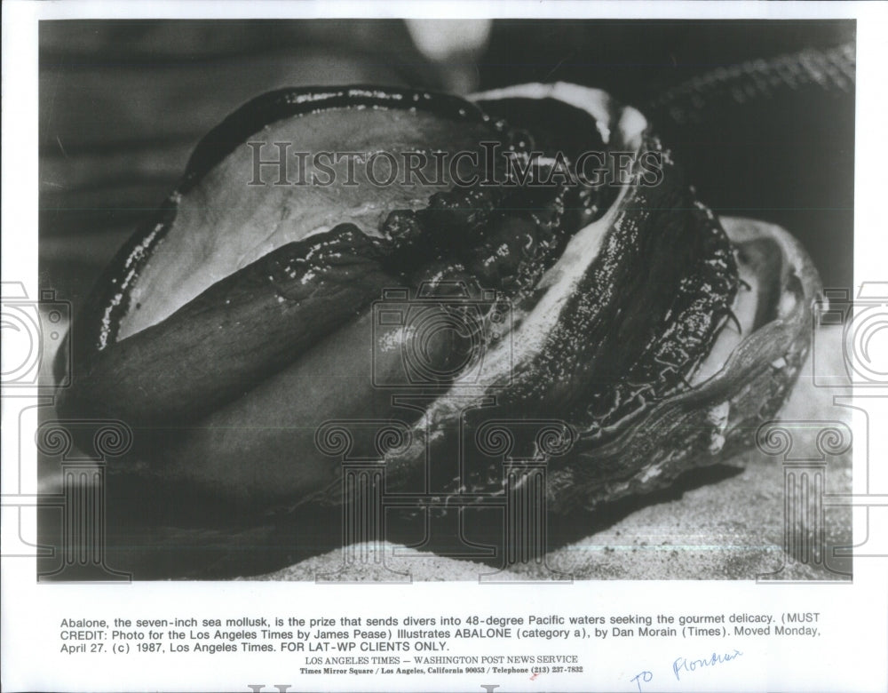 1987 Abalone Sea Mollusk Ormer Muttonfish - Historic Images