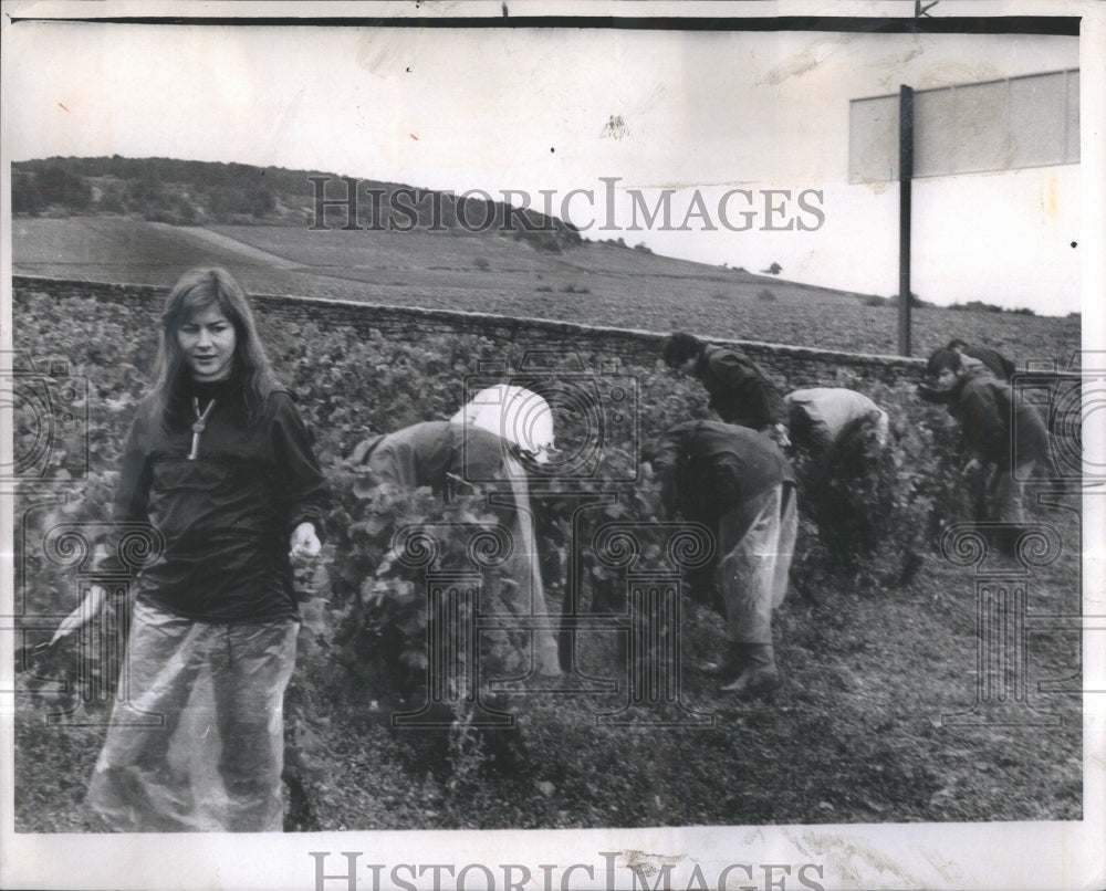 1970 French Young Burgundy Village Volnay - Historic Images