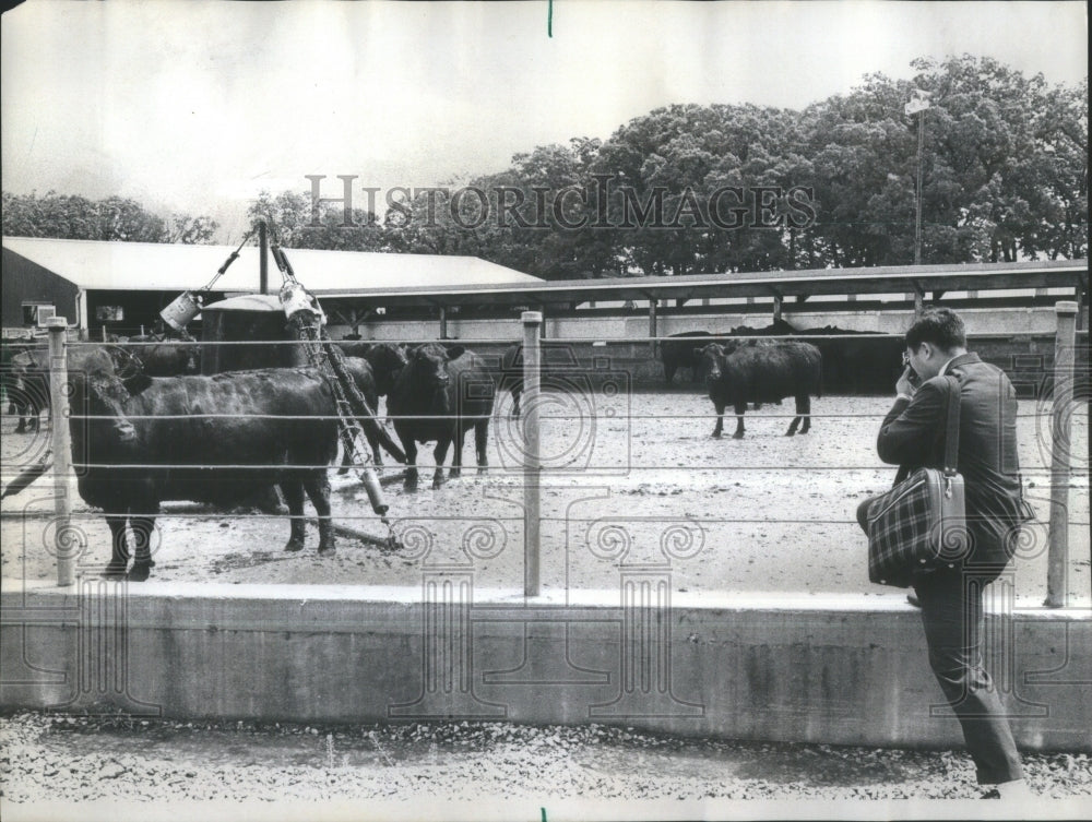 1973 Strathmore Fram automated feedlot Chin - Historic Images