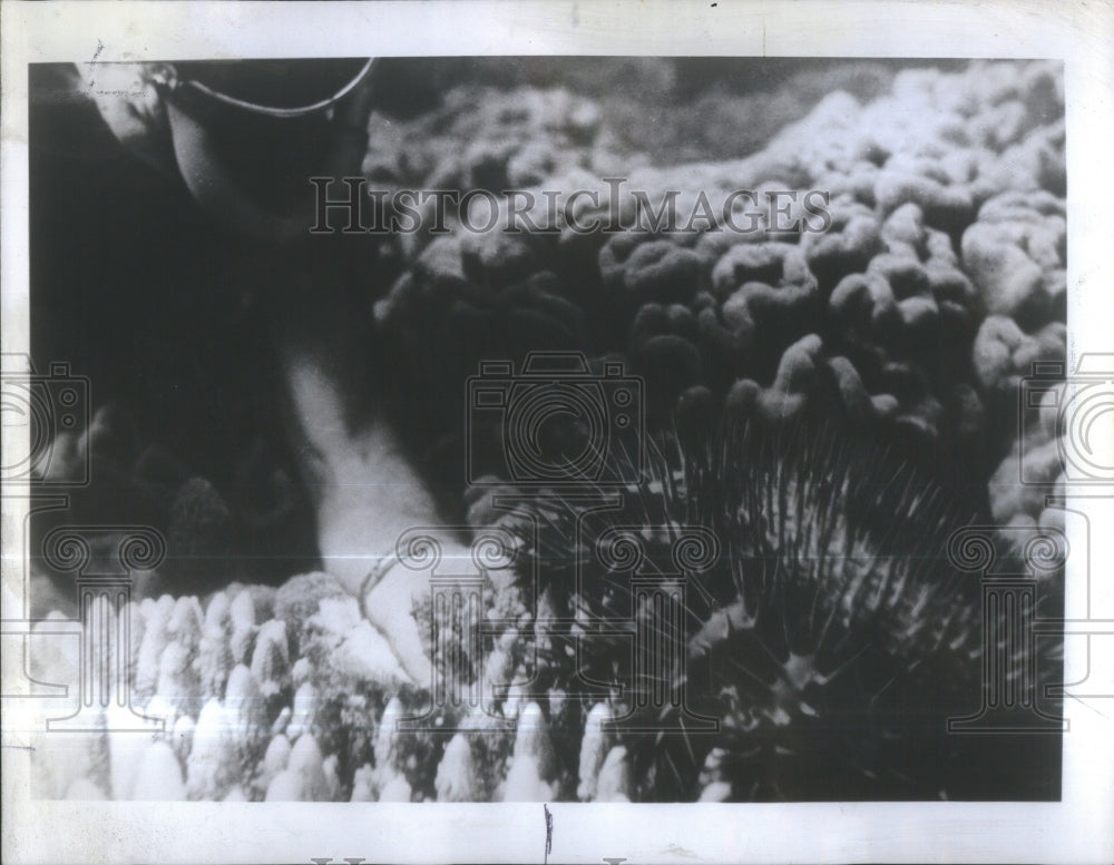 1969 Press Photo Starfish Eats Coral Great Barrier Reef- RSA38997 - Historic Images