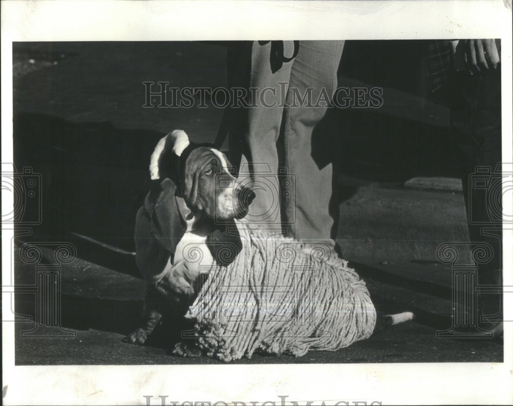 1979 A Hush Puppy In Ram&#39;s Clothing - Historic Images