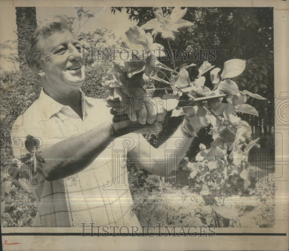 1970 Press Photo Ray Bolger Trimming Bushes Ideas - Historic Images