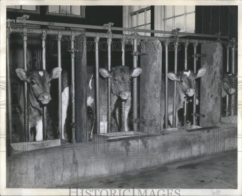 1941 Calves Belonging To Marshal Field-Historic Images