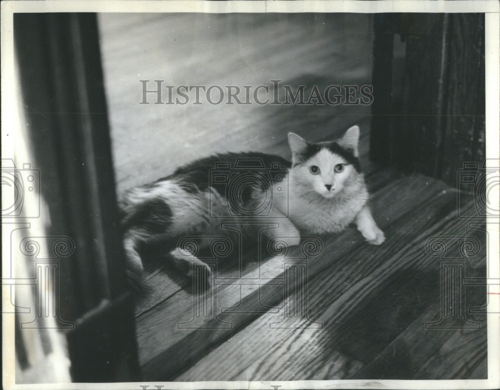 1967 Press Photo Peggy Constantine Cat Sun-Times- RSA52033- Historic Images