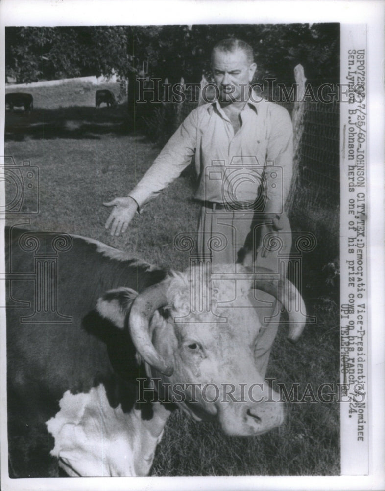 1960 Press Photo Sen.Lyndon B.Johnson herds his cow.- RSA79759 - Historic Images