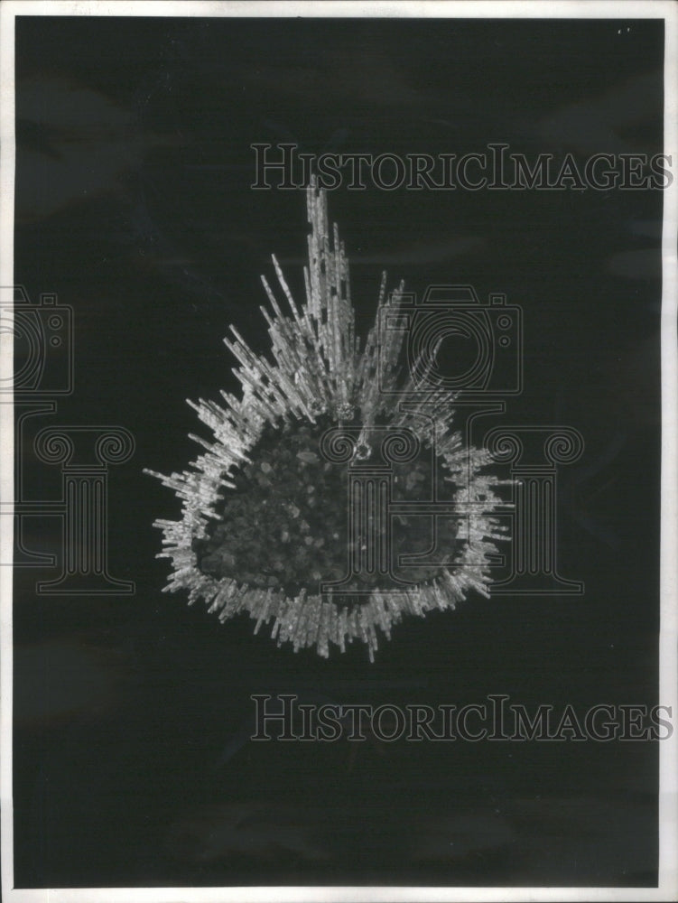 1968 Grima  Internationally Designer Peacock - Historic Images