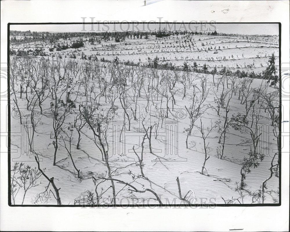 1985 Press Photo Sahara Desert America French Newly Planted Trees Struggle - Historic Images