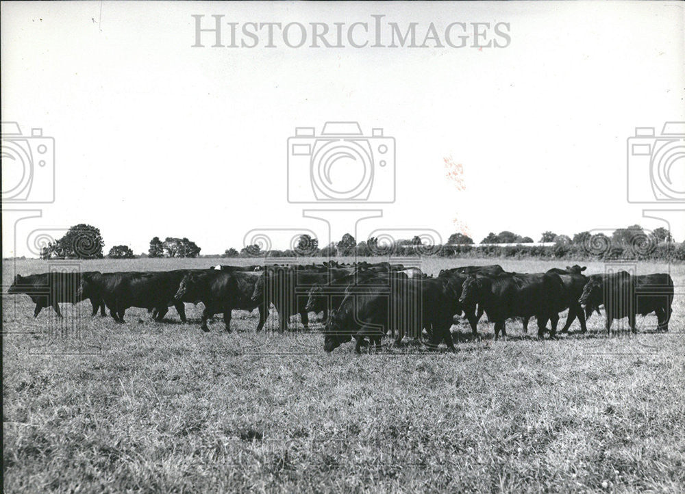 1965 Press Photo Ireland Agriculture Angus Brown Stones - Historic Images