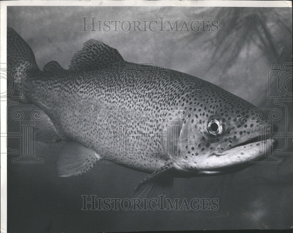 1968 Press Photo A Rainbow Trout Fish - Historic Images