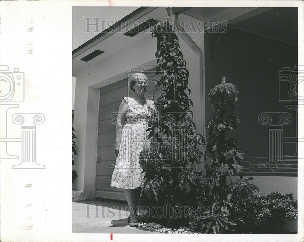 1963 Press Photo Harry J Ainge Summer Poinsettia Gardener Flamboyant Flowers - Historic Images