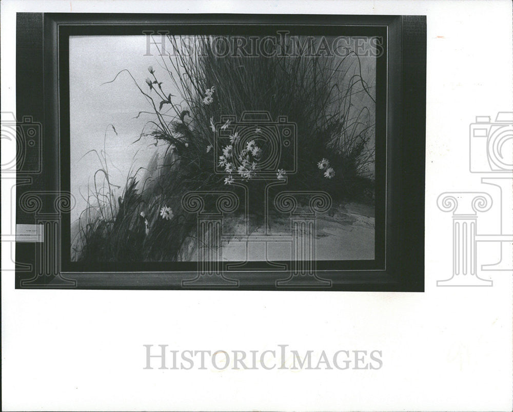 1975 Press Photo &quot;Daisy Clump&quot; By Neil Adamson - Historic Images