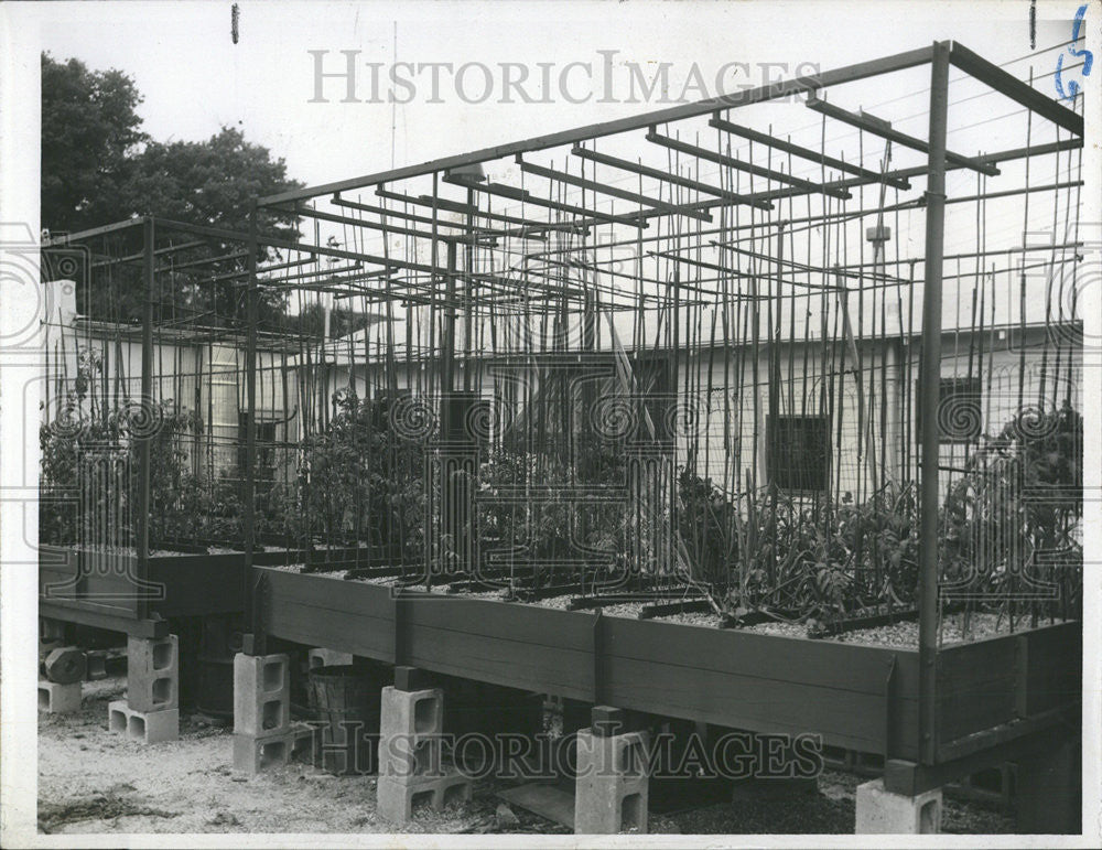 1955 Press Photo Hydroponic Beds Chemical Solution Saturated No Humus Content - Historic Images