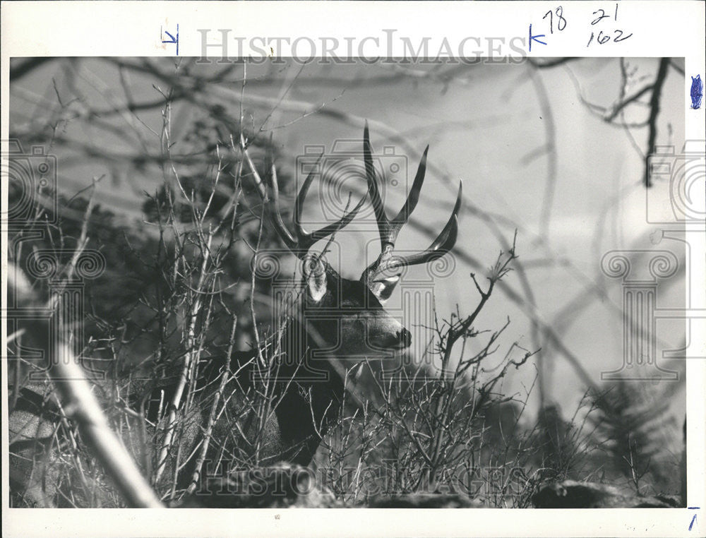 1988 Press Photo Flop Nesative Sponts cut Deer Shoot With Crop - Historic Images