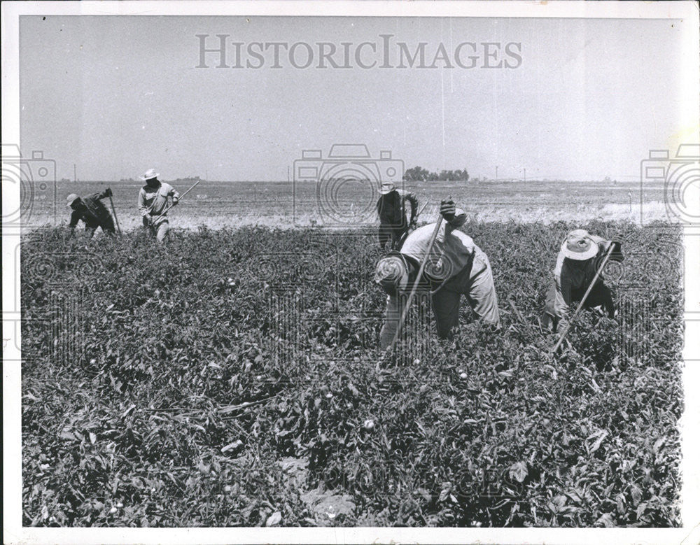 1960 Press Photo Migrants Workers Colorado Area - Historic Images