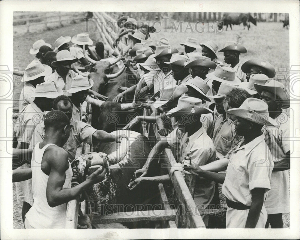 1957 Press Photo Government Trained Africans Veterinary Science British Colony - Historic Images