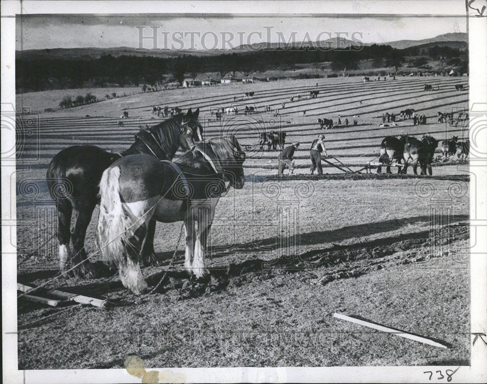 1946 Press Photo Annual Plowing Match Cargill Farm Perthshire Scotland - Historic Images