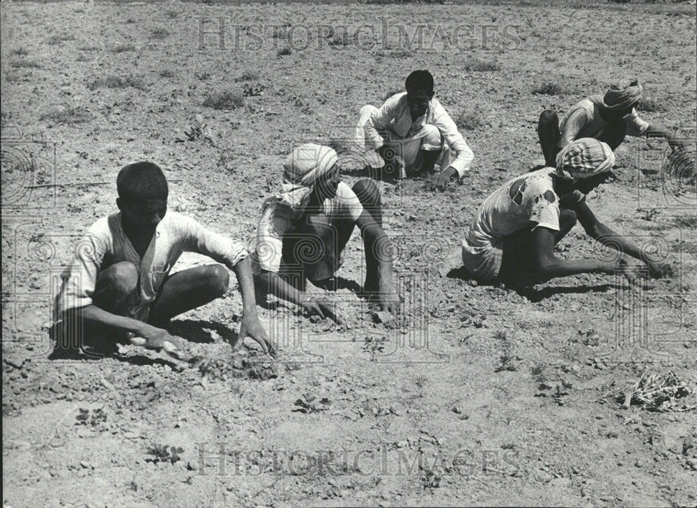 1968 Press Photo Farmers in India doing field work - Historic Images