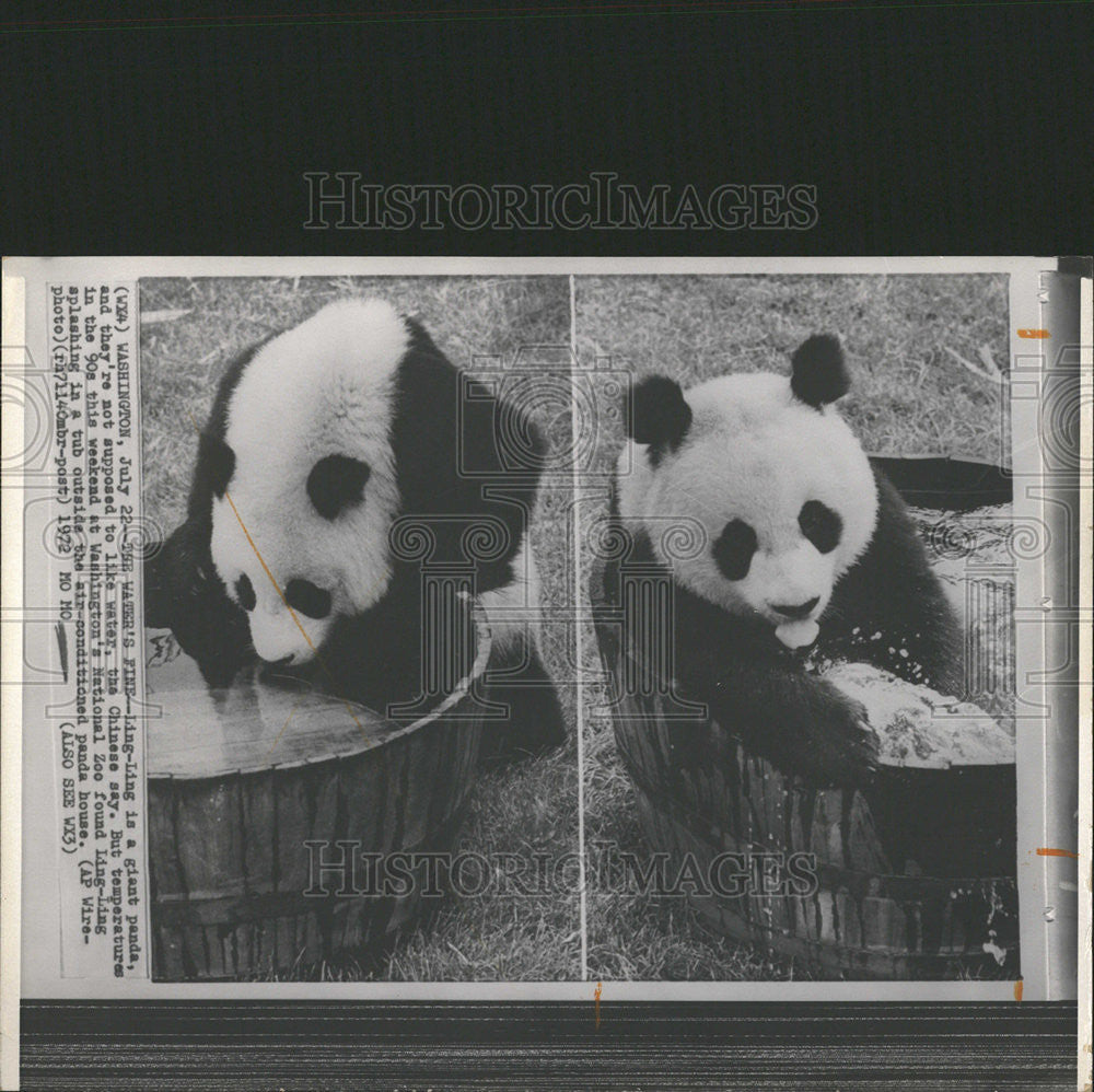 1972 Press Photo Ling-Ling the Panda at National Zoo. - Historic Images