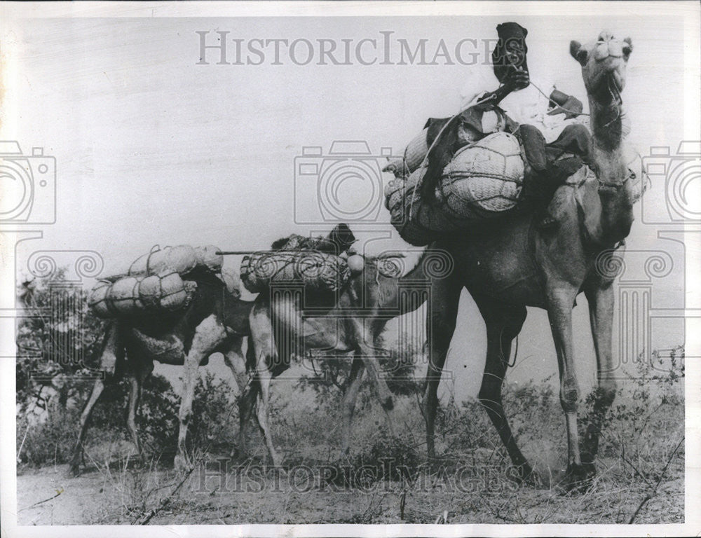 1964 Press Photo Camel Caravans Northern Nigeria. - Historic Images