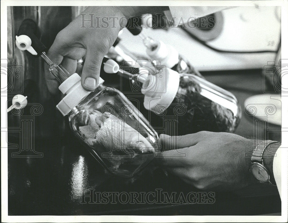 Press Photo Fish Lake Michigan vacuum bried Laboratory sample Argonne National - Historic Images