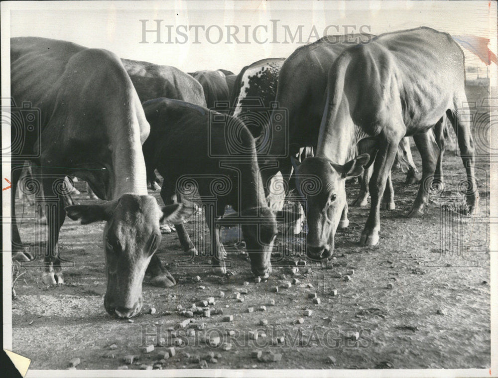 1966 Press Photo Century Greatest Drought in South Africa Leaves Cattle Starvibg - Historic Images