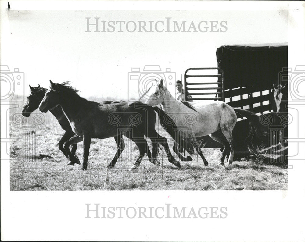 1986 Press Photo Wild Horse - Historic Images