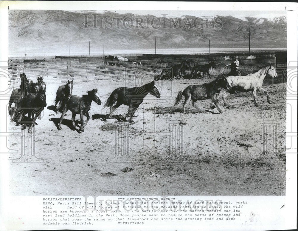 1978 Press Photo Wild Horses At Palamino Valleu Holding Facility In Reno - Historic Images