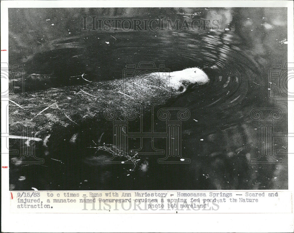 1983 Press Photo Manatee Beauregard Cruises Scared Injured Spring Fed Pond - Historic Images