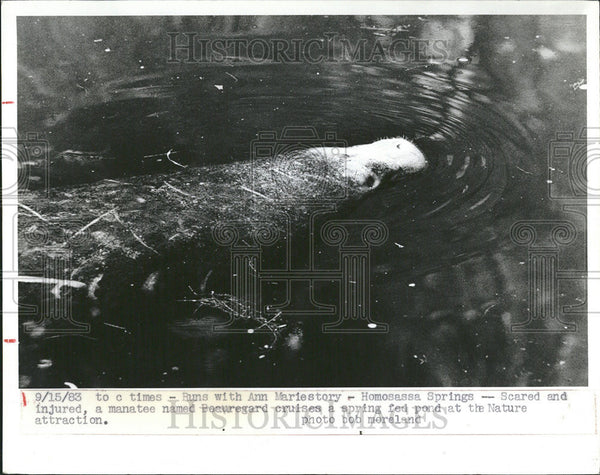 1983 Press Photo Manatee Beauregard Cruises Scared Injured Spring Fed ...
